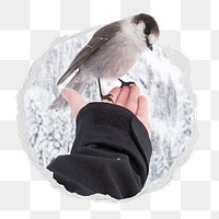 Canada jay bird png sticker, animal photo in ripped paper badge, transparent background