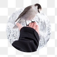 Canada jay bird png sticker, animal photo badge, transparent background