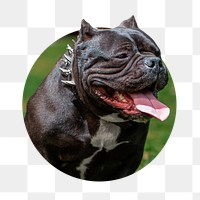 Bulldog png sticker, animal photo badge, transparent background