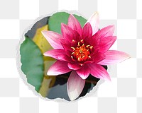 Lotus flower png sticker, floral photo in torn paper badge, transparent background