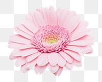 Pink daisy png sticker, transparent background