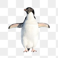 Penguin png sticker, North Pole animal, transparent background