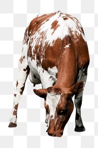 Cow, bull png sticker, livestock animal on transparent background