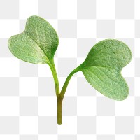 Growing sprout png sticker, transparent background