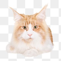 Maine Coon cat png sticker, pet animal cut out, transparent background