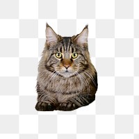 Maine Coon cat png sticker, pet animal cut out, transparent background