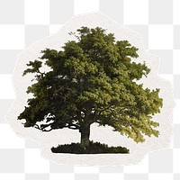 Big tree png digital sticker in transparent background