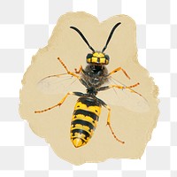 German wasp png sticker, ripped paper, transparent background