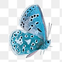 Aesthetic butterfly png sticker, transparent background