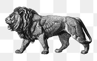 Lion png animal  sticker, transparent background