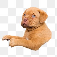 Bulldog puppy png sticker, transparent background