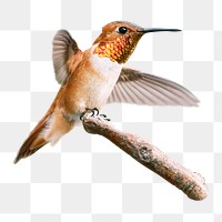 Rufous hummingbird png sticker, transparent background