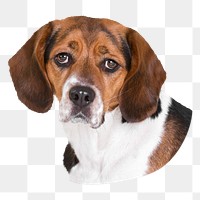 Beagle dog png sticker, transparent background