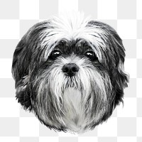 Shih tzu dog png sticker, transparent background