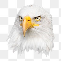 Bald eagle png sticker, transparent background