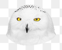Snowy owl png sticker, transparent background