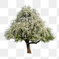 White lone tree png sticker, transparent background