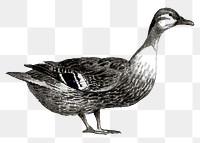 Duck png realistic sticker, black & white, transparent background