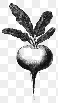 Radish png realistic sticker, black & white, transparent background