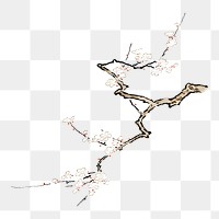 Japanese cherry blossom png on transparent background.    Remastered by rawpixel. 