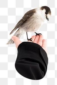 Bird on hand png sticker, transparent background 