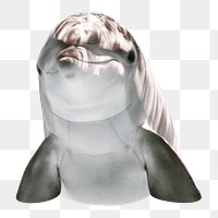 Cute dolphin png sticker, transparent background 