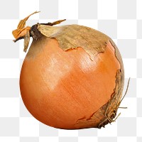 Fresh onion png sticker, transparent background 