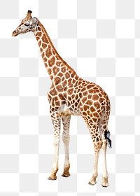 Giraffe  png sticker, transparent background 