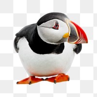 Goofy Puffin png sticker, transparent background