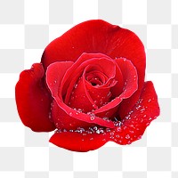 Red rose png sticker, transparent background