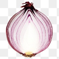 Red onion vegetable png sticker, transparent background