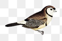 Bicheno’s finch png bird sticker, transparent background