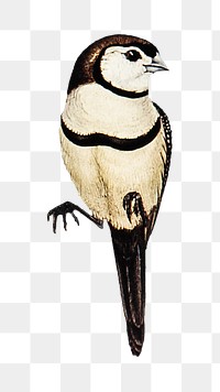 Bicheno’s finch png bird sticker, transparent background