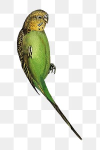 Warbling grass-parakeet png bird sticker, transparent background