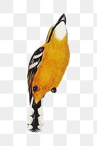 Yellow-breasted flycatcher png bird sticker, transparent background