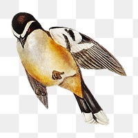 Buff-sided robin png bird sticker, transparent background