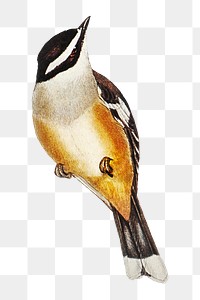 Buff-sided robin png bird sticker, transparent background