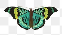 E.A. Séguy's green butterfly png sticker, exotic insect on transparent background. Remixed by rawpixel