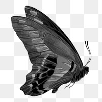 Black butterfly png sticker, vintage insect on transparent background. Remixed from the artwork of E.A. Séguy.