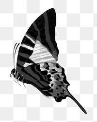 Black butterfly png sticker, vintage insect on transparent background. Remixed from the artwork of E.A. Séguy.