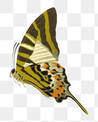 Vintage butterfly png sticker, green insect on transparent background.  Remixed by rawpixel