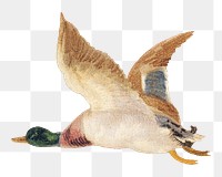 Flying goose png sticker, vintage animal on transparent background.   Remastered by rawpixel