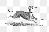 Italian Greyhound dog png sticker, vintage animal on transparent background.  Remastered by rawpixel