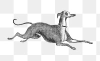Italian Greyhound dog png sticker, vintage animal on transparent background.  Remastered by rawpixel