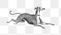 Italian Greyhound dog png sticker, vintage animal on transparent background.  Remastered by rawpixel