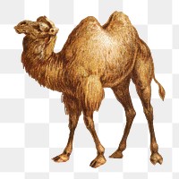 Camel png sticker, Egyptian animal on transparent background.  Remastered by rawpixel