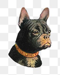 French bulldog dog png sticker, vintage animal on transparent background.   Remixed by rawpixel.