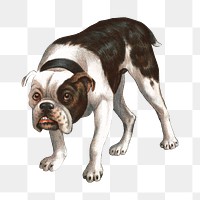 Vintage bulldog png sticker, animal on transparent background.   Remixed by rawpixel.