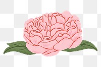 Pink peony png flower sticker, transparent background