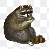 Raccoon png animal sticker, transparent background